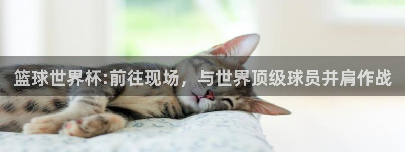 篮球世界杯:前往现场，与世界顶级球员并肩作战